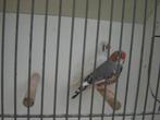 Zebravinken '', Dieren en Toebehoren, Vogels | Overige Vogels, Tropenvogel