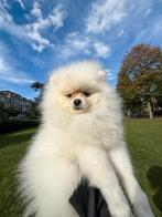 Crème Pomeranian pup – stamboom + uitzet inbegrepen, Particulier, 15 weken tot 1 jaar, Rabiës (hondsdolheid), Buitenland
