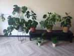 6 Indoor plants including plant pots as shown in the photos, Ophalen, Overige soorten, In pot, Minder dan 100 cm