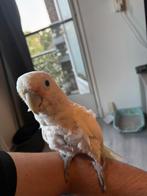 Goffini papegaai, Dieren en Toebehoren, Vogels | Parkieten en Papegaaien