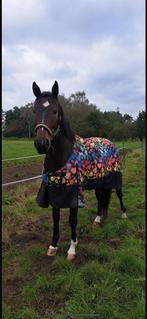 Stoere lieve ruin van toto’s design us, Met stamboom, Ruin, Dressuurpaard, 3 tot 6 jaar