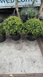 Ilex convexa bollen 50/60 grote kluit 29,50 potgekweekt, Vaste plant, Bloeit niet, Halfschaduw, Ophalen