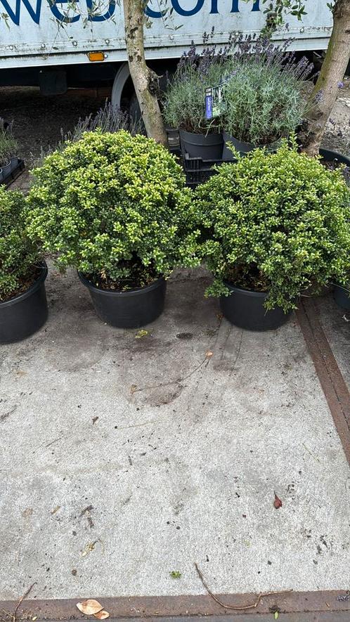 Ilex convexa bollen 50/60 grote kluit 29,50 potgekweekt, Tuin en Terras, Planten | Tuinplanten, Vaste plant, Overige soorten, Halfschaduw
