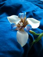 Stekjes wandelende Iris, Huis en Inrichting, Kamerplanten, Ophalen, Halfschaduw, Minder dan 100 cm