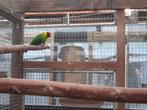 Mooie forse hoornparkiet pop, Dieren en Toebehoren, Vogels | Parkieten en Papegaaien, Vrouwelijk, Parkiet, Geringd