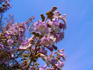 9 Paulownia boompjes samen 30 euro beschikbaar voor biedingen