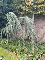 Blauwe  Treur Cedrus, Volle zon, Bloeit niet, Treurboom, Ophalen of Verzenden