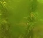 Baby guppy's super klein, klein of groter, Dieren en Toebehoren, Vissen | Aquariumvissen, Vis, Zoetwatervis, Schoolvis