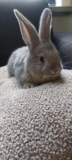 8 Konijntjes (Duitse Reus), Dieren en Toebehoren, Konijnen, Geslacht onbekend, Middelgroot