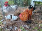 2 haantjes, Dieren en Toebehoren, Pluimvee, Mannelijk, Kip