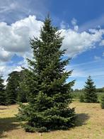 Te koop, mooie kerstbomen, Nordmann, Picea Omorika, Tuin en Terras, Winter, Overige soorten, 400 cm of meer, Ophalen