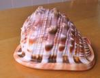 Cassis Rufo Cameo schaal., Ophalen of Verzenden