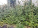 restpartij  kerstbomen , Leuk voor de handel !!!, Tuin en Terras, Planten | Bomen, Volle zon, 250 tot 400 cm, Zomer, Overige soorten