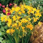 Crocosmia George Davidson, Ophalen of Verzenden, Voorjaar, Volle zon, Bloembol
