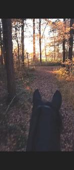 Kleinschalige prive pensionstal aan het bos, Dieren en Toebehoren, Stalling en Weidegang, Weidegang, 2 of 3 paarden of pony's