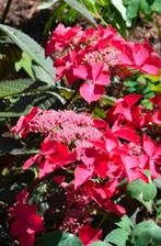 Grote boerenhortensia hydrangea macrophylla Selina, Ophalen, Overige soorten