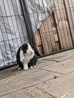 Mini lop rammelaar, Dieren en Toebehoren, Konijnen, Mannelijk, Klein, 0 tot 2 jaar, Hangoor