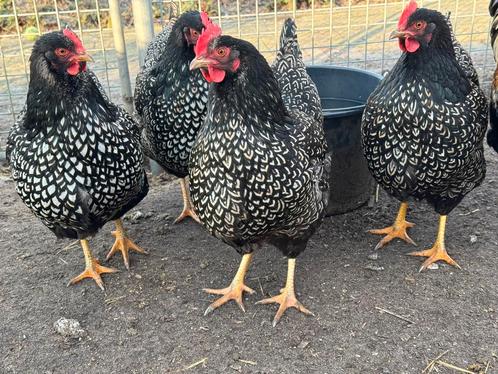 Broedeieren Barnevelder zilver gezoomd groot, Dieren en Toebehoren, Pluimvee, Kip, Geslacht onbekend