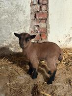 Dwerg geit bokjes, Dieren en Toebehoren, Schapen, Geiten en Varkens, Mannelijk, Geit, 0 tot 2 jaar
