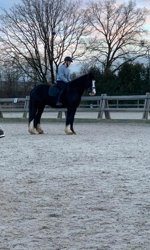 Verzorgpony('s) gezocht utrecht / bijrijder aangeboden, Dieren en Toebehoren, Paarden en Pony's | Overige Paardenspullen, Ophalen of Verzenden