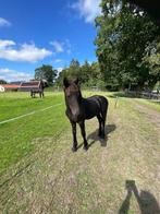 Friese hengste veulen, Dieren en Toebehoren, Hengst, Niet van toepassing, Gechipt, 0 tot 2 jaar