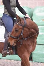 Lieve , leuke , 5 jarige ruin, Dieren en Toebehoren, Paarden, Minder dan 160 cm, B, Gechipt, Ruin