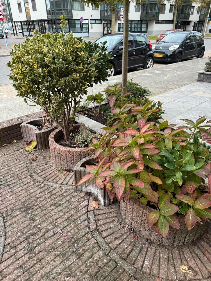 Kardinaalshoed & Hortensia - Prachtige combinatie!, Tuin en Terras, Planten | Tuinplanten, Vaste plant, Overige soorten, Halfschaduw