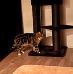 Ragdoll x europeese korthaar 3,5 jaar, Dieren en Toebehoren, Katten en Kittens | Raskatten | Korthaar, Kater, Gechipt, 3 tot 5 jaar