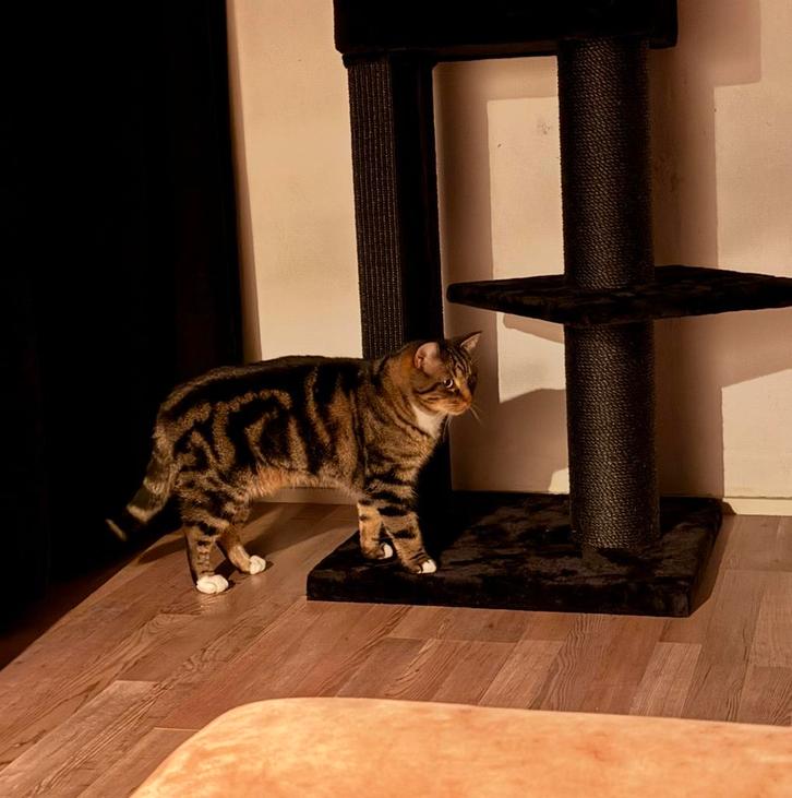 Ragdoll x europeese korthaar 3,5 jaar, Dieren en Toebehoren, Katten en Kittens | Raskatten | Korthaar, Kater, 3 tot 5 jaar, Gechipt