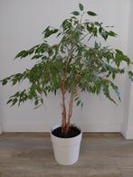 Ficus Benjamini in pot, Ophalen, Ficus, Halfschaduw, In pot