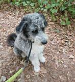 Mix hond Bella, teefje 2 jr ter adoptie, Dieren en Toebehoren, Particulier, 1 tot 2 jaar, Buitenland, Teef