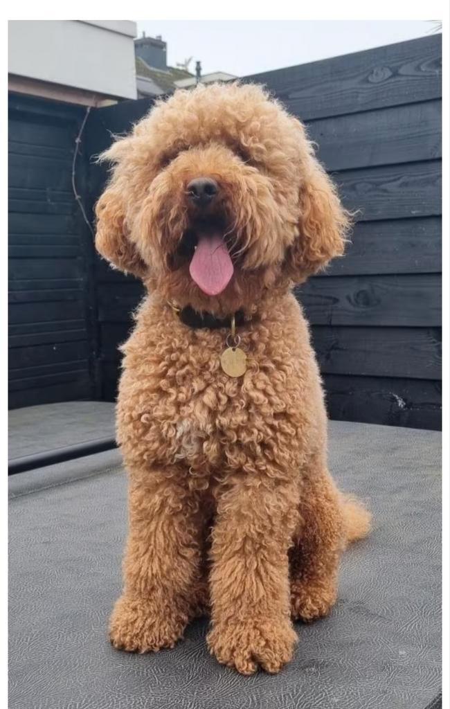 Gezocht: poedel teefje voor een dekking met onze reu, Dieren en Toebehoren, Honden | Chihuahua's en Gezelschapshonden, Reu, Overige rassen