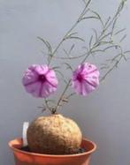 Caudex Ipomea Bolussii herkomst Zuid Afrika en Madagaskar., Overige soorten, Ophalen of Verzenden, In pot, Minder dan 100 cm