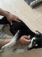 pupje te koop, Dieren en Toebehoren, Honden | Chihuahua's en Gezelschapshonden, België, Particulier, Rabiës (hondsdolheid), Overige rassen