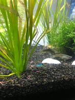 Jonge gezonde guppen (man en vrouw), Dieren en Toebehoren, Vis, Zoetwatervis