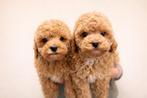 Mini doodle pups, Parvo, Reu, 8 tot 15 weken, Meerdere