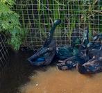 Broedeieren zwarte Indische loopeenden, Dieren en Toebehoren, Pluimvee, Eend
