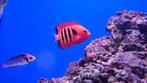 centropyge loricula, Dieren en Toebehoren, Vis, Zoutwatervis