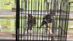 Kanaries noord hollendse frise, Dieren en Toebehoren, Vogels | Kanaries, Meerdere dieren, Kleurkanarie