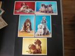 Voor het Kind ansichtkaarten  1968 Honden, Verzamelen, Ansichtkaarten | Themakaarten, Ophalen of Verzenden, 1960 tot 1980, Ongelopen