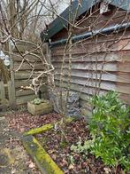 Twee perenbomen zoeken nieuwe tuin!, Tuin en Terras, Planten | Bomen, Overige soorten, Lente, 100 tot 250 cm, Ophalen