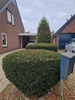 Conifeer en twee taxussen., Tuin en Terras, Planten | Bomen, Ophalen, Bloeit niet, Halfschaduw, Overige soorten