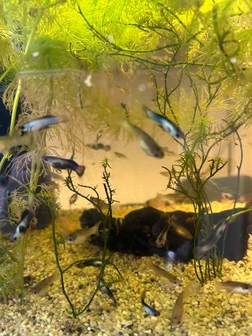 Panda guppen beschikbaar voor biedingen