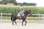 ✨ Prachtige bruine ruin van 9 jaar, stokmaat 1m60 ✨, Dieren en Toebehoren, Merrie, Zadelmak, 160 tot 165 cm, Recreatiepaard