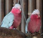 3 rose kaketoes (koppel), Dieren en Toebehoren, Meerdere dieren