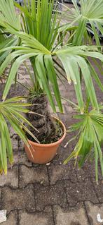 Trachycarpus Fortunei, Tuin en Terras, Planten | Tuinplanten, Ophalen, Overige soorten, Halfschaduw