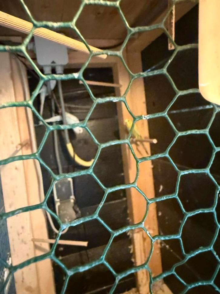 Gras en valkparkieten te koop, Dieren en Toebehoren, Vogels | Parkieten en Papegaaien