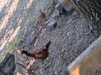 Bosfazanten, Dieren en Toebehoren, Pluimvee, Meerdere dieren, Kip