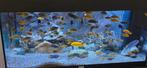 Saulossi cichliden, Dieren en Toebehoren, Vissen | Aquariumvissen, Vis, Zoetwatervis
