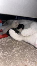 2 prachtige maincoon x ragdoll kittens, Dieren en Toebehoren, Katten en Kittens | Raskatten | Langhaar, Poes, Gechipt, 0 tot 2 jaar